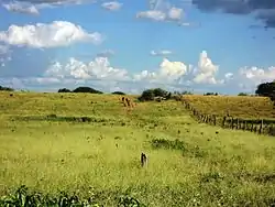 Vegetation in Sítio do Mato, Bahia