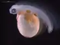 Newly hatched rainbow trout