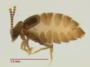 Xenistusa sp.