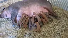 Photo couleur d'une truie rousse dans la paille avec sa nombreuse portée accrochée aux mamelles.