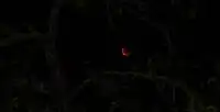 Éclipse totale de superlune du 28 septembre 2015 aux environs de 4&nbsp;h&nbsp;47&nbsp;UTC+2 vu depuis l'Allier.