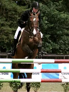 Selle tchèque bai en compétition de saut d'obstacles