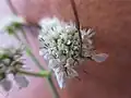 Fleurs - pistils doubles. Noter aussi la taille peu ordinaire d'une bractée qui dépasse l'ombellule.