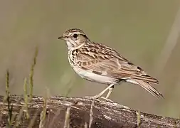 Oiseau posé sur une branche vu de côté.