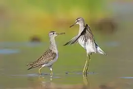 Couple de Chevaliers sylvains (Tringa glareola) dans le parc.