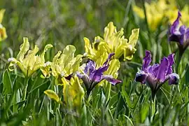 iris,