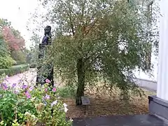 arbre classé,