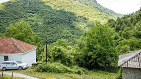 Rosoki