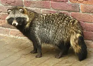 Chien viverrin (Nyctereutes procyonoides).