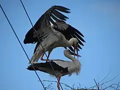 cigogne nidifiant.