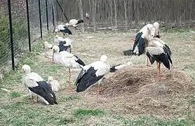 Animaux du centre