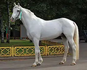 Trotteur orlov au modèle