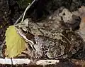 Grenouille oxyrhine
