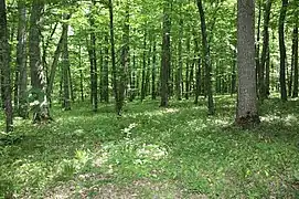 Sous bois,
