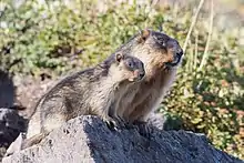 Deux petits animaux poilus, un corps assez compact, de petites oreilles, semblent écouter quelque chose sur un petit rocher.