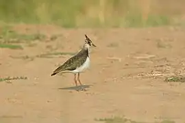 vanellus vanellus.