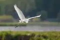 Grande aigrette en vol(Seretskyi (uk), Ukraine).