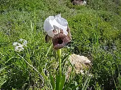Iris bismarckiana