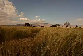 M'Tarfa