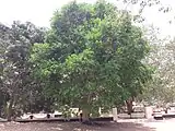 Arbre vomiquier