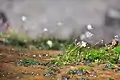 Très petites fleurs dans la jungle