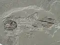 Phanerosteon, un ostéichtyen de l'ordre des palaeonisciformes.