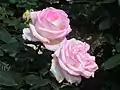 Rose 'Princesse de Monaco' au Japon.