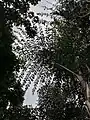 Phyllotaxie