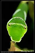 Chenille vue de face, ressemblant à un serpent