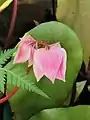 Fleurs unisexuées, monoïques. Cymes dichotomiques.