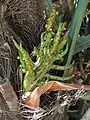 Bractées (Les bourgeons sont comestibles).