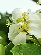 Fleurs femelles.