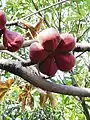 Fruits