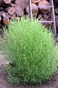 Bassia scoparia.