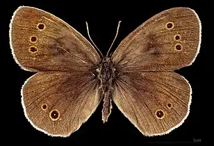 ♂  MHNT