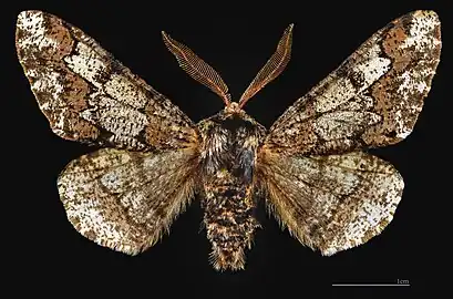 MHNT ♂