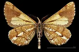 MHNT Bupalus piniaria flavescens ♂  △
