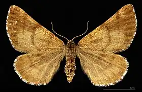 MHNT Bupalus piniaria fuscostrigata  ♀