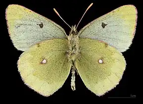 Colias phicomone ♂   △ MHNT
