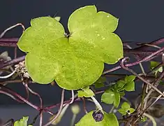 Feuille