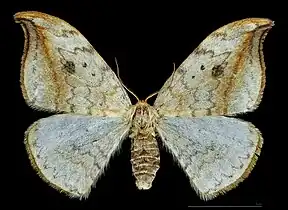 ♀ MHNT