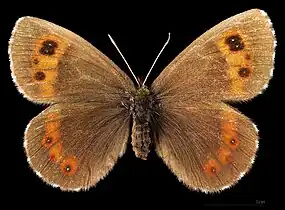 Erebia ligea ligea ♀  MHNT