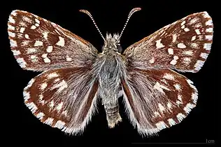 Pyrgus malvoide ♂ MHNT