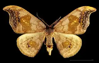 ♂  MHNT