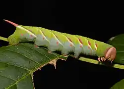 Chenille