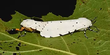 Accouplement.