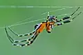 Araignée inconnue
