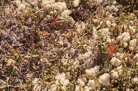 Flore nordique à nos pieds sur Niapiskau