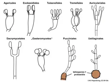 Les différents types de basides suivant l'ordre des Fungi.