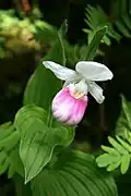 Cypripède royal Cypripedium reginae
